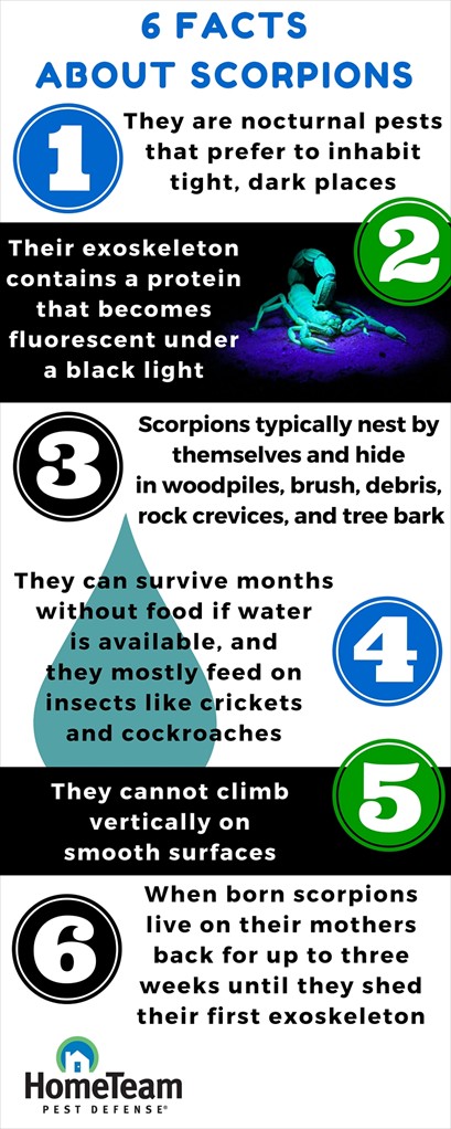 6 Facts About Scorpions and Tips to Prevent Them