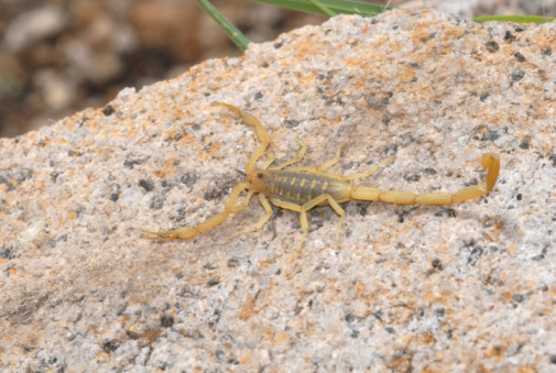 Image of a Scorpion