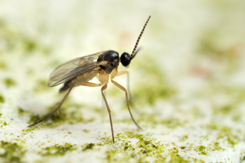 Image of a common gnat.