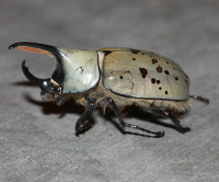 Image of a common hercules beetle.