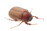 Image of a common june bug.