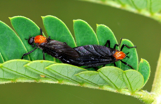 Image of a common lovebug.