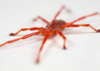 Image of a common spider mite.