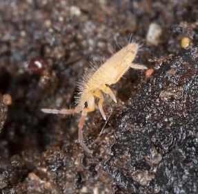 Image of a common springtail.