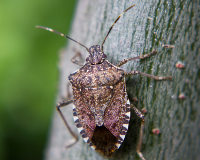 Image of a common stink bug.