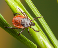 Image of a common tick.