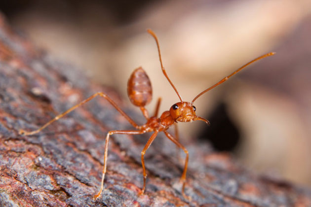 Image of a Fire Ant.