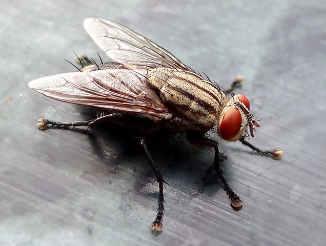 Image of a common house fly.