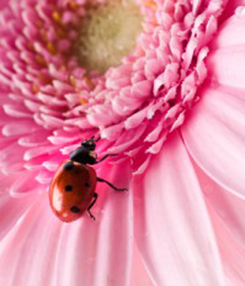 Image of a common ladybug.