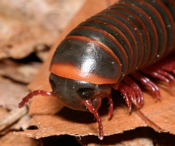 Image of a common millipede.