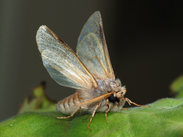 Image of a common moth.