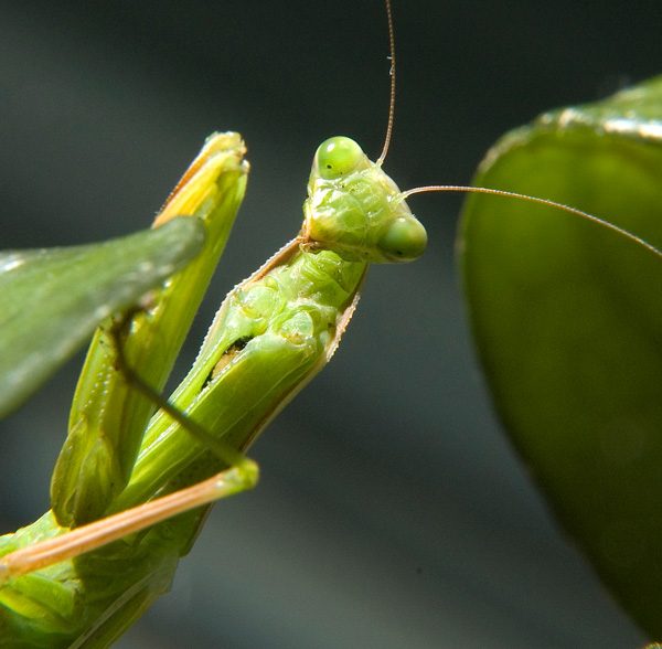 Image of a common praying mantis.
