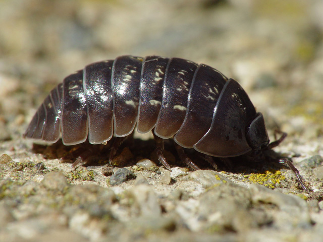Image of a common roly-poly.