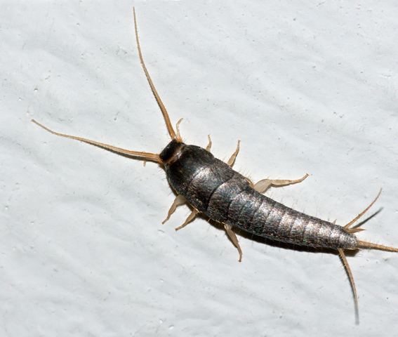 Image of a common silverfish.