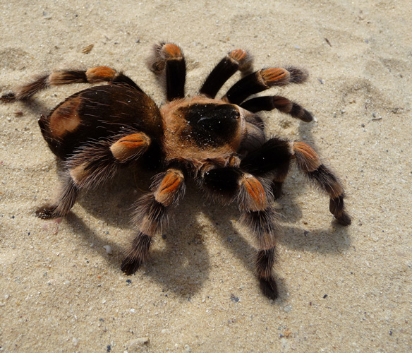Image of a common tarantula.