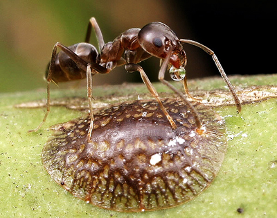argentine_ant