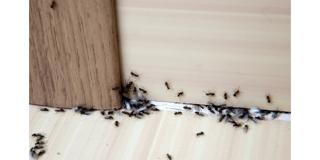 Ants in the home