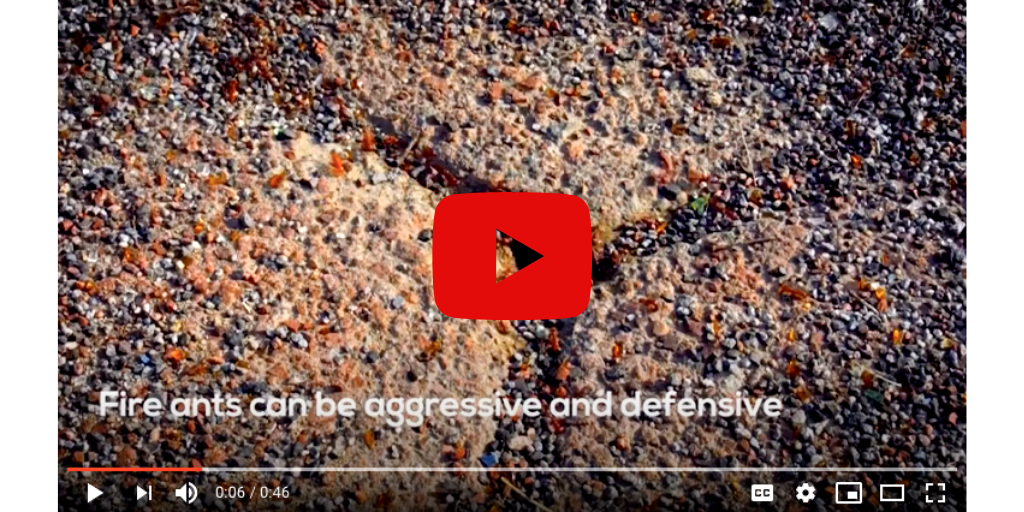 Video, Fire ant prevention and treatment