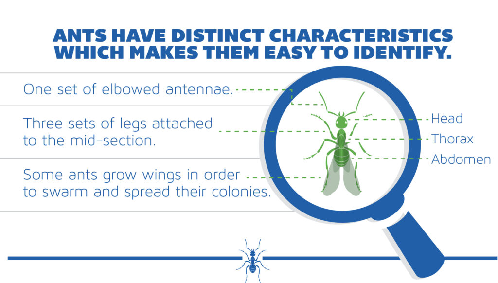 Image, difference bertween winged ants and termites