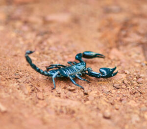 scorpion pest control