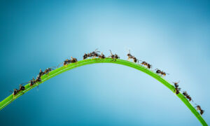 ant control