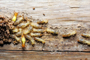 swarming termites