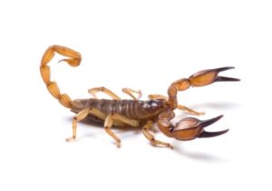 scorpion problem