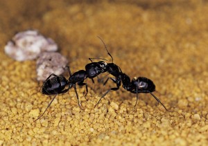 Battling Common Ants photo Ants 300x211 Battling Common Ants