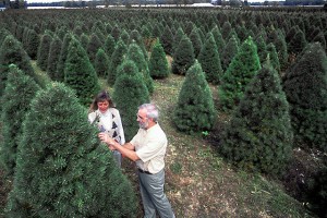Safeguard Against Unwanted Holiday Guests Pests photo Christmas tree farm East Lansing MI check for pine shoot beetles 300x200 Safeguard Against Unwanted Holiday Guests Pests