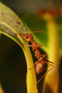 Don’t Get Burned: Tips to Prevent Fire Ants photo Fire Ant 200x300 Don’t Get Burned: Tips to Prevent Fire Ants