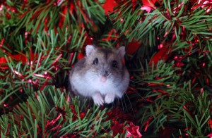 Twas the Night Before Christmas photo Holiday Pests 300x196 Twas the Night Before Christmas