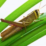 Leaping Bugs for Leap Year photo Leaping bugs for leap year 150x150 Leaping Bugs for Leap Year