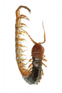 Occasional Home Invaders: Earwigs and Millipedes photo Millipede 200x300 Occasional Home Invaders: Earwigs and Millipedes