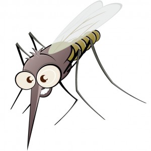 Mosquitoes – Myth vs. Fact photo Mosquitomyths 300x300 Mosquitoes – Myth vs. Fact