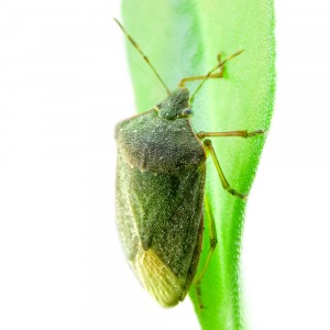 Occasional Home Invaders: Stink Bugs photo StinkBug 300x300 Occasional Home Invaders: Stink Bugs