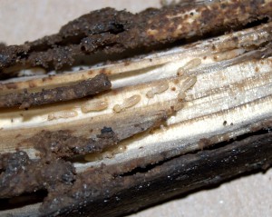 Termite Control – Install, Monitor, Eliminate photo Sub Termites 300x239 Termite Control – Install, Monitor, Eliminate