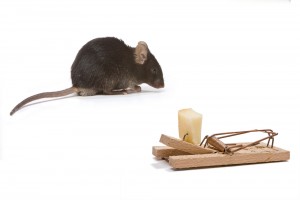 Inventors Month – Who Invented the Mouse Trap? photo mouse trap 300x200 Inventors Month – Who Invented the Mouse Trap?