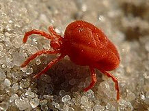 Occasional Invaders: Clover Mites photo occasional invader clover mites Occasional Invaders: Clover Mites