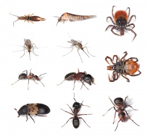 National Pest Management Month photo pest mgmt month 300x275 National Pest Management Month