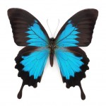 What Type of Bug are You? photo what type of bug are you butterfly 150x150 What Type of Bug are You?