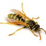 What Type of Bug are You? photo what type of bug are you wasp 150x150 What Type of Bug are You?